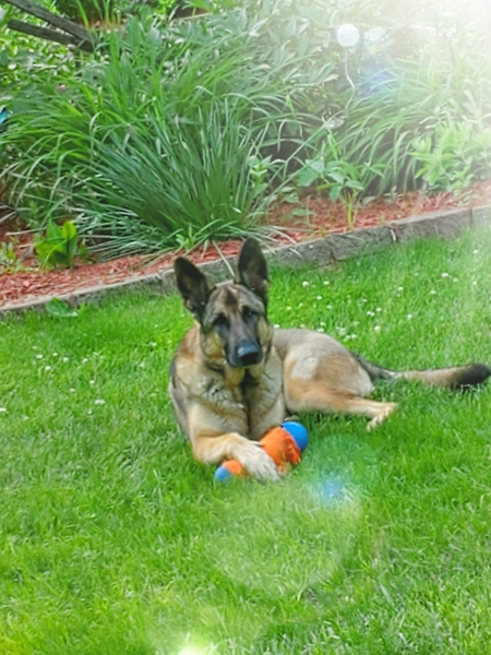 Loki