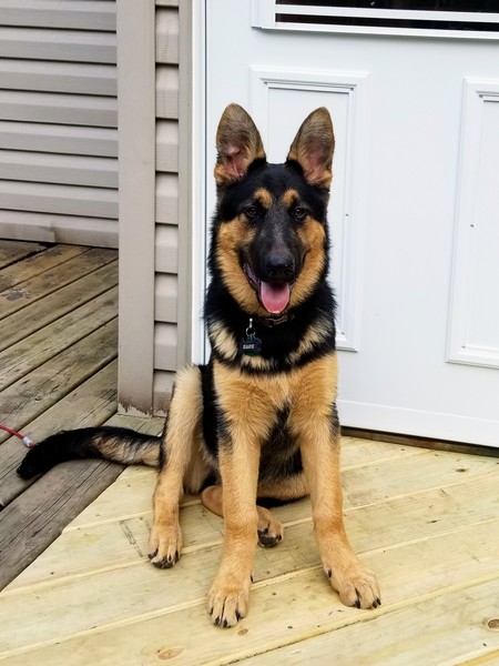 Hank