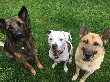 Braxton, Petey, Trooper 