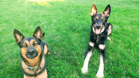 Bernie and Rommel