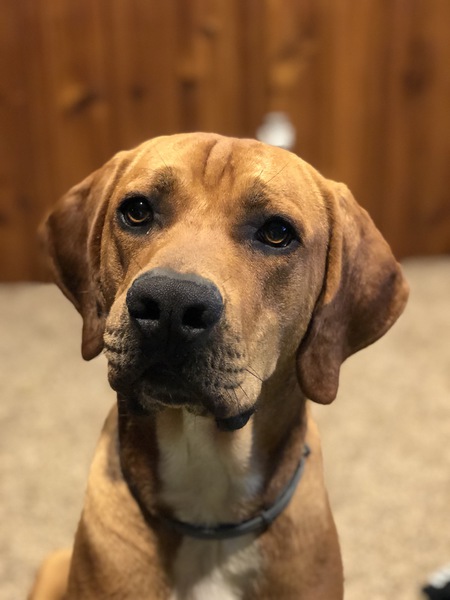 Clifford-the big red doofus