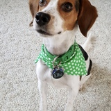 Entry image for Ellie