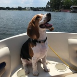 Entry image for Boomer