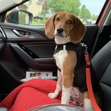Entry image for Louie