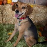 Entry image for Bailey