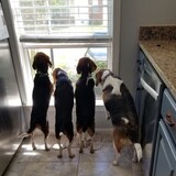 Entry image for Dove, Feltcher, Ellie, & Sammie