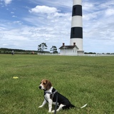 Entry image for Buddy