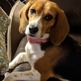 Entry image for Lexi 