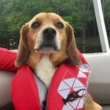 Entry image for Buddy 