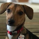 Entry image for Millie