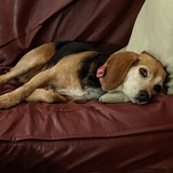Entry image for Lainey