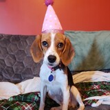 Entry image for Phoebe