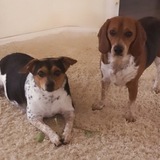 Entry image for RUBY & TOOTSIE
