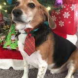 Entry image for Wilbur Doo