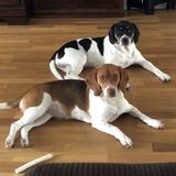 Entry image for Molly & Snoopy 