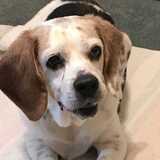 Entry image for Daisy