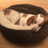 Entry image for Ollie