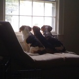 Entry image for Brownie, Belle & Bond