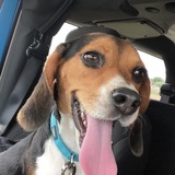 Entry image for Lola