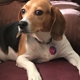Entry image for Sophie