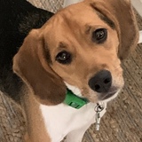 Entry image for Opie