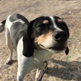 Entry image for Frankie