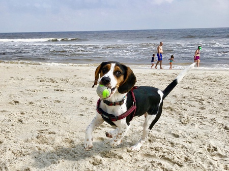Entry image for Snoopy. Clicking this image will show a larger photo