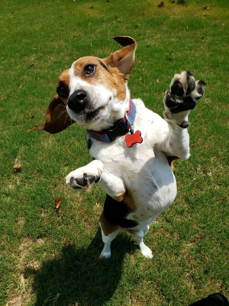 Entry image for Winston. Clicking this image will show a larger photo