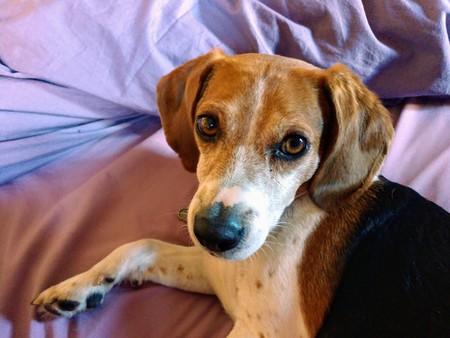 Entry image for Sully. Clicking this image will show a larger photo