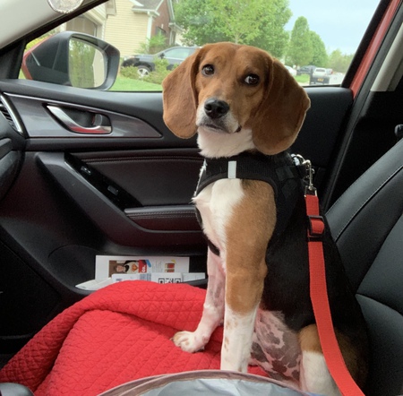 Entry image for Louie. Clicking this image will show a larger photo