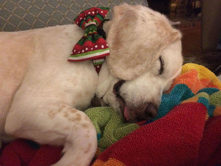 Entry image for Clyde. Clicking this image will show a larger photo