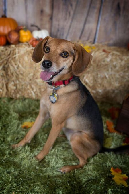Entry image for Bailey. Clicking this image will show a larger photo