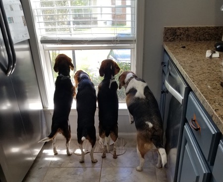 Entry image for Dove, Feltcher, Ellie, & Sammie. Clicking this image will show a larger photo