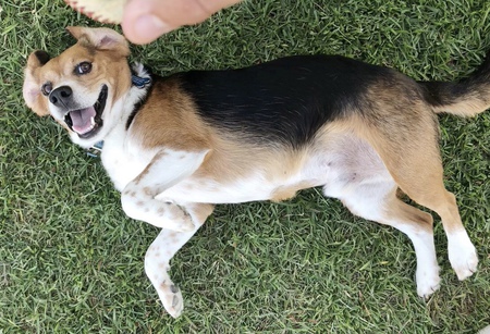 Entry image for Winston. Clicking this image will show a larger photo