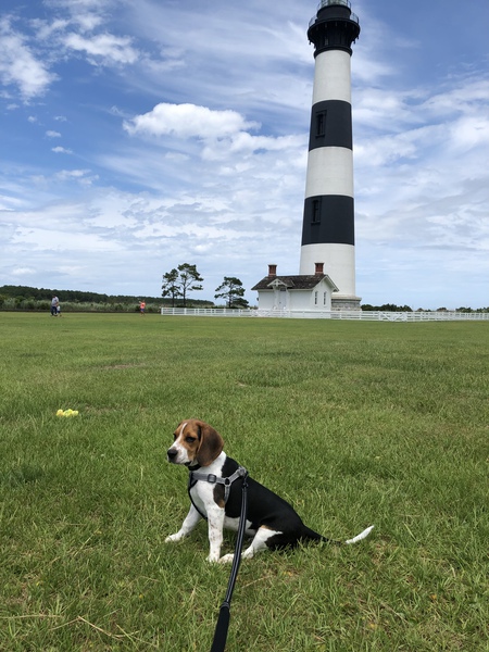 Entry image for Buddy. Clicking this image will show a larger photo
