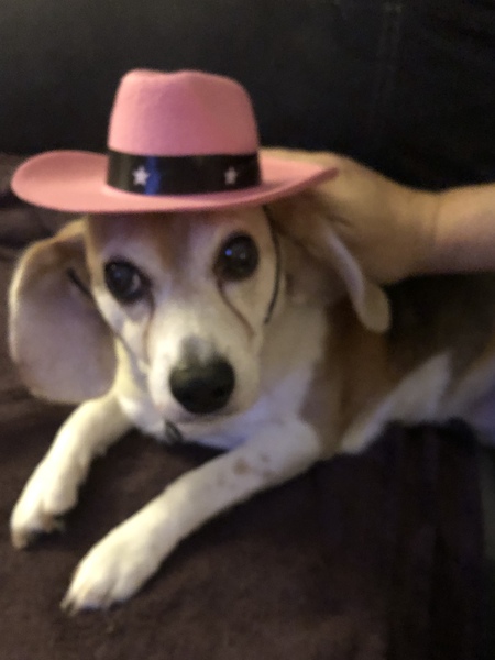 Entry image for Lilly. Clicking this image will show a larger photo