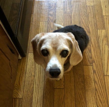 Entry image for Boomer. Clicking this image will show a larger photo