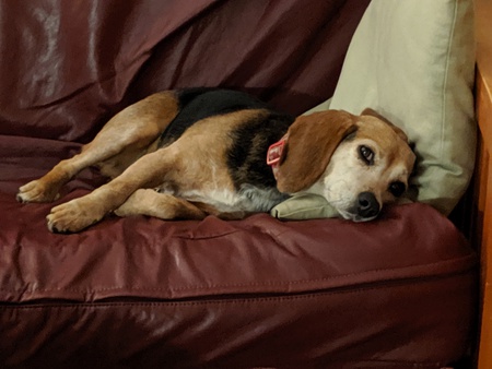 Entry image for Lainey. Clicking this image will show a larger photo