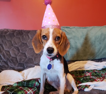 Entry image for Phoebe. Clicking this image will show a larger photo