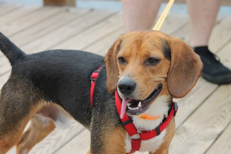 Entry image for Rocco. Clicking this image will show a larger photo