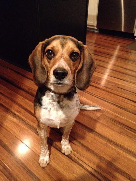 Entry image for Radley . Clicking this image will show a larger photo