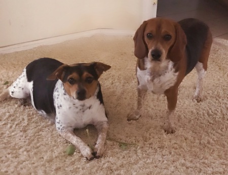 Entry image for RUBY & TOOTSIE. Clicking this image will show a larger photo