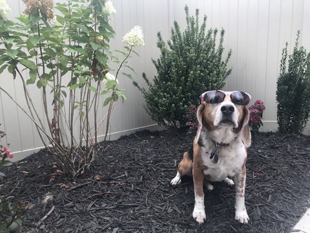 Entry image for Piper. Clicking this image will show a larger photo