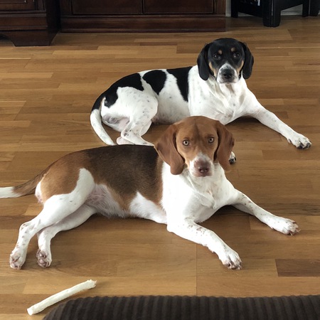 Entry image for Molly & Snoopy . Clicking this image will show a larger photo