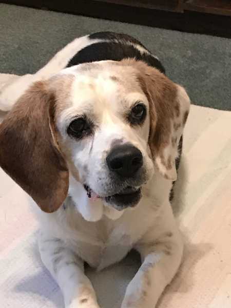 Entry image for Daisy. Clicking this image will show a larger photo