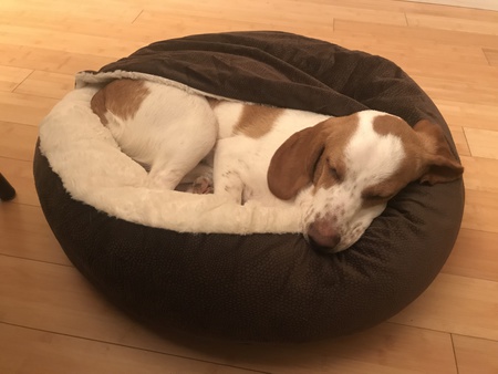 Entry image for Ollie. Clicking this image will show a larger photo