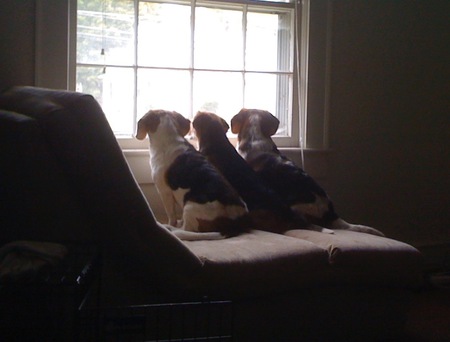 Entry image for Brownie, Belle & Bond. Clicking this image will show a larger photo