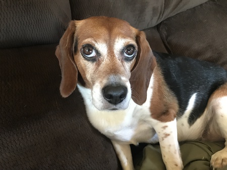Entry image for Lucy. Clicking this image will show a larger photo