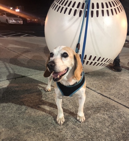 Entry image for Odie. Clicking this image will show a larger photo