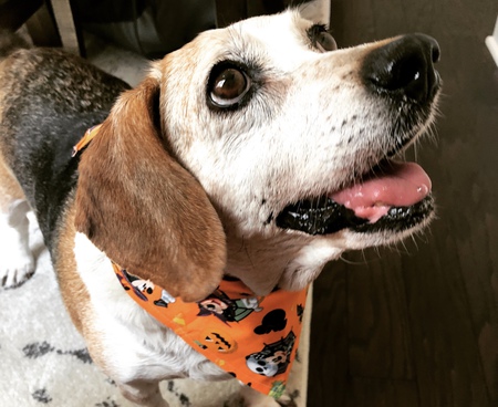 Entry image for Callie. Clicking this image will show a larger photo